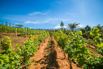 Fototapeta na wymiar Red Mountain Winery in Inle Lake, Myanmar.