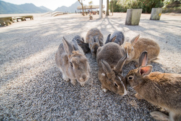 cute wild bunny rabbits in japan's rabbit island, okunoshima