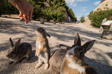 Obraz premium cute wild bunny rabbits in japan's rabbit island, okunoshima