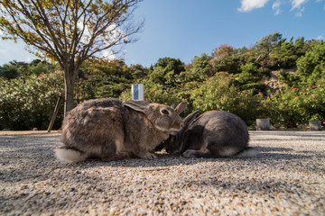 cute wild bunny rabbits in japan's rabbit island, okunoshima