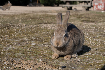 cute wild bunny rabbits in japan's rabbit island, okunoshima