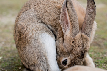 cute wild bunny rabbits in japan's rabbit island, okunoshima