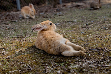 cute wild bunny rabbits in japan's rabbit island, okunoshima