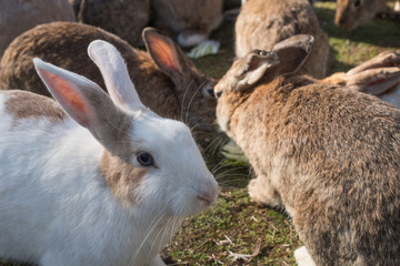 cute wild bunny rabbits in japan's rabbit island, okunoshima