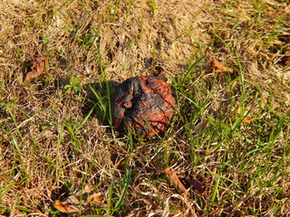 apple on the grass