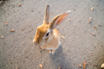 cute wild bunny rabbits in japan's rabbit island, okunoshima