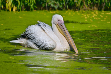 Closeup white pelican, (Pelecanus onocrotalus) on the water where green duckweed float