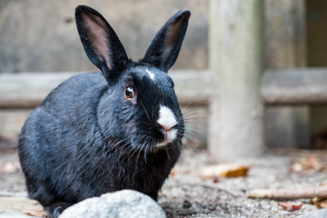 cute wild bunny rabbits in japan's rabbit island, okunoshima