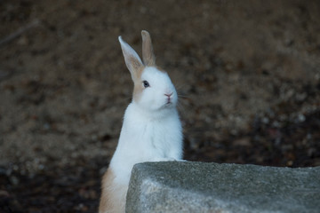 cute wild bunny rabbits in japan's rabbit island, okunoshima