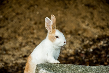 cute wild bunny rabbits in japan's rabbit island, okunoshima