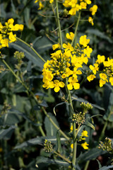 Rapeseed spring crop on farmland in rural Hampshire, member of the family Brassicaceae and cultivated mainly for its oil rich seed