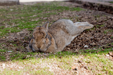 cute wild bunny rabbits in japan's rabbit island, okunoshima