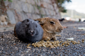 cute wild bunny rabbits in japan's rabbit island, okunoshima