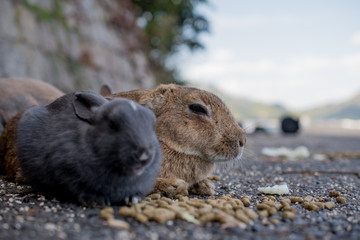 cute wild bunny rabbits in japan's rabbit island, okunoshima