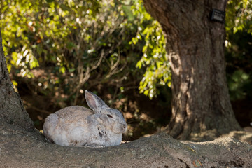 cute wild bunny rabbits in japan's rabbit island, okunoshima