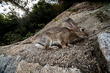 cute wild bunny rabbits in japan's rabbit island, okunoshima