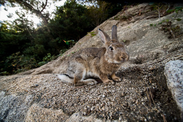 cute wild bunny rabbits in japan's rabbit island, okunoshima
