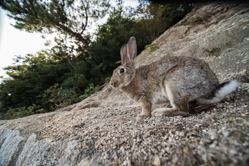 cute wild bunny rabbits in japan's rabbit island, okunoshima