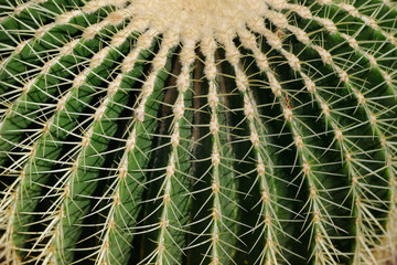 Naklejka na ściany i meble Close-up of big cactus tropical plant with sharp spines
