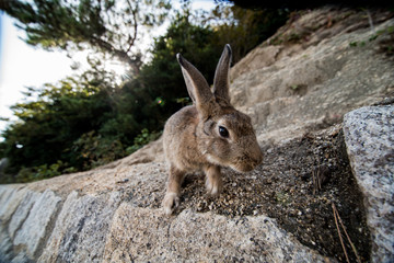 cute wild bunny rabbits in japan's rabbit island, okunoshima