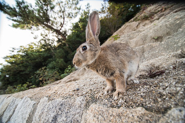 cute wild bunny rabbits in japan's rabbit island, okunoshima