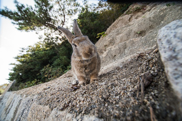cute wild bunny rabbits in japan's rabbit island, okunoshima