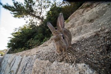 cute wild bunny rabbits in japan's rabbit island, okunoshima