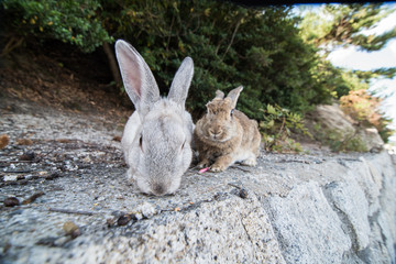cute wild bunny rabbits in japan's rabbit island, okunoshima