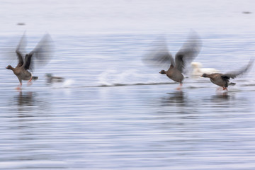 水面を駆けるオオヒシクイ