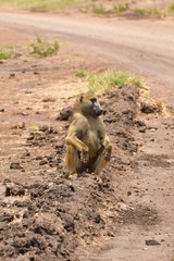 Safari in Afrika