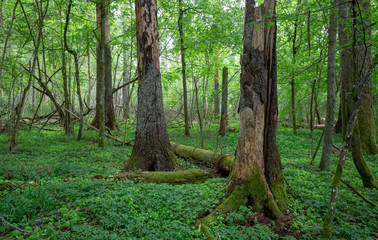 Summertime midday deciduous forest