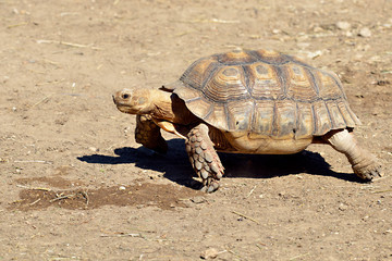 Closeup of African Spurred Tortoise or sulcata tortoise (Centrochelys sulcata) seen from profile and walking on ground