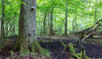 Old oak tree branch broken lying in spring forest