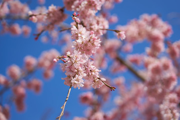 城山公園　シダレザクラ　2019春