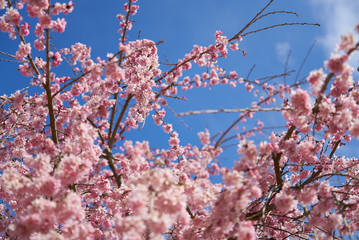 城山公園　シダレザクラ　2019春
