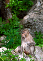 Monkey in Krabi Thailand/ Animal