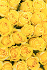 Fresh yellow roses background. A huge bouquet of flowers. The best gift for women. Vertical photo