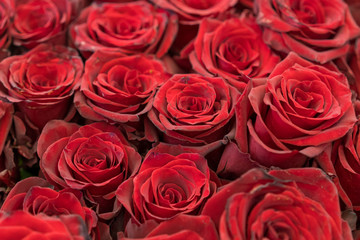 Fresh red roses background. A huge bouquet of flowers. The best gift for women