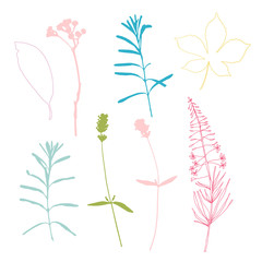 Botanical illustration with herbs, plants, flowers and leaves. Isolated vector silhouettes on white background. Graphic design for background, card, web banner, poster, invitation.