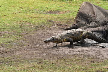 Safari Afrika