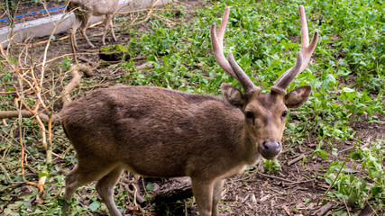 Deer Breeding in Kesambi Tree's Park Blitar