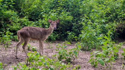 Deer Breeding in Kesambi Tree's Park Blitar
