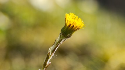 Medical coltsfoot (Tussilago farfara), sometimes coltsfoot general, is a perennial herbaceous plant with long creeping rhizome.