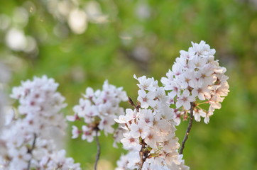 桜と緑