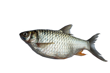 fresh fish isolated on white background