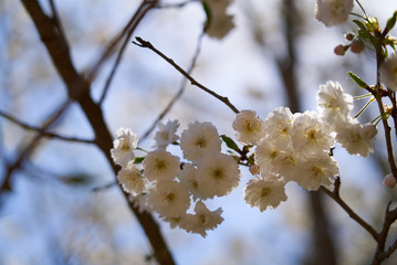 まほろばの郷　2019春