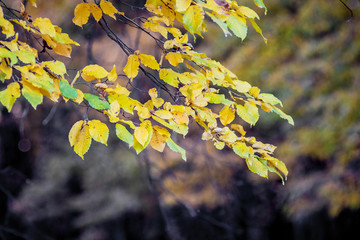 Branch with yellow and green leaves on a dark background in the beginning of autumn