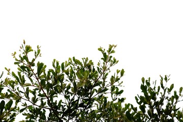 Tropical tree leaves with branches on white isolated background for green foliage backdrop 