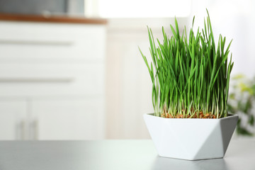 Ceramic bowl with fresh wheat grass on table against blurred background, space for text