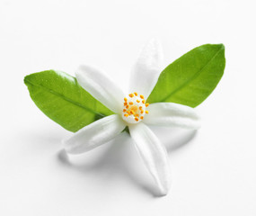 Beautiful blooming citrus flower and leaves on white background